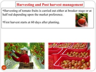•Harvesting of tomato fruits is carried out either at breaker stage or at
half red depending upon the market preference.
•First harvest starts at 60 days after planting.
Harvesting and Post harvest management
58
 