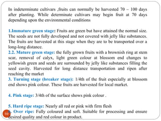 59
In indeterminate cultivars ,fruits can normally be harvested 70 – 100 days
after planting. While determinate cultivars may begin fruit at 70 days
depending upon the environmental conditions
1.Immature green stage: Fruits are green but have attained the normal size.
The seeds are not fully developed and not covered with jelly like substances.
The fruits are harvested at this stage when they are to be transported over a
long-long distance.
2.2. Mature green stage: the fully grown fruits with a brownish ring at stem
scar, removal of calyx, light green colour at blossom end changes to
yellowish green and seeds are surrounded by jelly like substances filling the
seed cavity. Harvested for long distance transportation and ripen after
reaching the market
3. Turning stage (breaker stage): 1/4th of the fruit especially at blossom
end shows pink colour. These fruits are harvested for local market.
4. Pink stage: 3/4th of the surface shows pink colour .
5. Hard ripe stage: Nearly all red or pink with firm flesh
6. Over ripe: Fully coloured and soft. Suitable for processing and ensure
desired quality and red colour in product.
 