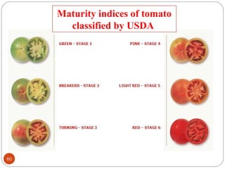Maturity indices of tomato
classified by USDA
60
 