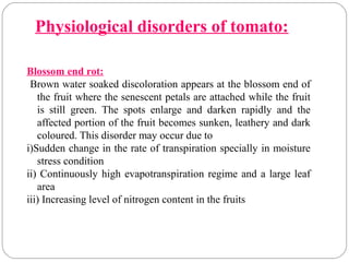Physiological disorders of tomato:
Blossom end rot:
Brown water soaked discoloration appears at the blossom end of
the fruit where the senescent petals are attached while the fruit
is still green. The spots enlarge and darken rapidly and the
affected portion of the fruit becomes sunken, leathery and dark
coloured. This disorder may occur due to
i)Sudden change in the rate of transpiration specially in moisture
stress condition
ii) Continuously high evapotranspiration regime and a large leaf
area
iii) Increasing level of nitrogen content in the fruits
 
