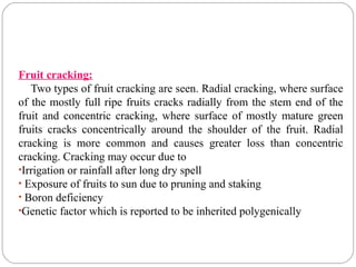 Fruit cracking:
Two types of fruit cracking are seen. Radial cracking, where surface
of the mostly full ripe fruits cracks radially from the stem end of the
fruit and concentric cracking, where surface of mostly mature green
fruits cracks concentrically around the shoulder of the fruit. Radial
cracking is more common and causes greater loss than concentric
cracking. Cracking may occur due to
•Irrigation or rainfall after long dry spell
• Exposure of fruits to sun due to pruning and staking
• Boron deficiency
•Genetic factor which is reported to be inherited polygenically
 
