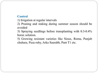 Control
1) Irrigation at regular intervals
2) Pruning and staking during summer season should be
avoided
3) Spraying seedlings before transplanting with 0.3-0.4%
borax solution.
5) Growing resistant varieties like Sioux, Roma, Punjab
chuhara, Pusa ruby, Arka Saurabh, Pant T1 etc.
 