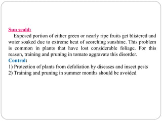 Sun scald:
Exposed portion of either green or nearly ripe fruits get blistered and
water soaked due to extreme heat of scorching sunshine. This problem
is common in plants that have lost considerable foliage. For this
reason, training and pruning in tomato aggravate this disorder.
Control:
1) Protection of plants from defoliation by diseases and insect pests
2) Training and pruning in summer months should be avoided
 