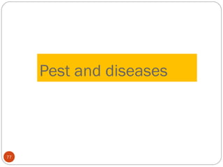 Pest and diseases
77
 