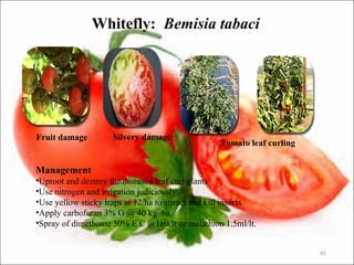 Whitefly: Bemisia tabaci
81
Fruit damage Silvery damage
Tomato leaf curling
Management
•Uproot and destroy the diseased leaf curl plants
•Use nitrogen and irrigation judiciously.
•Use yellow sticky traps at 12/ha to attract and kill insects.
•Apply carbofuran 3% G @ 40 kg /ha
•Spray of dimethoate 30% E C @1ml/lt or malathion 1.5ml/lt.
 