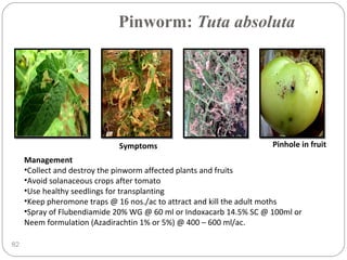 Pinworm: Tuta absoluta
82
Pinhole in fruitSymptoms
Management
•Collect and destroy the pinworm affected plants and fruits
•Avoid solanaceous crops after tomato
•Use healthy seedlings for transplanting
•Keep pheromone traps @ 16 nos./ac to attract and kill the adult moths
•Spray of Flubendiamide 20% WG @ 60 ml or Indoxacarb 14.5% SC @ 100ml or
Neem formulation (Azadirachtin 1% or 5%) @ 400 – 600 ml/ac.
 