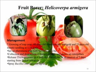 Fruit Borer: Helicoverpa armigera
83
Management
• Growing of trap crop -40 days old American tall marigold and 25 days old
tomato seedling at 1:16 rows
•Set up pheromone trap with Helilure at 12/ha
•Collection and destruction of damaged fruits and grown up caterpillars
•Release Trichogramma @ 1 lakh nos. /ha release at an interval of 7 days
starting from flower initiation.
•Spray Bacillus thuringiensis 2g/lit.
 