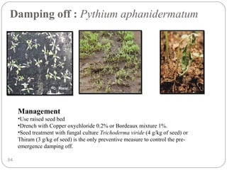 Damping off : Pythium aphanidermatum
84
Management
•Use raised seed bed
•Drench with Copper oxychloride 0.2% or Bordeaux mixture 1%.
•Seed treatment with fungal culture Trichoderma viride (4 g/kg of seed) or
Thiram (3 g/kg of seed) is the only preventive measure to control the pre-
emergence damping off.
 