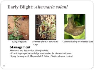 Early Blight: Alternaria solani
85
Management
•Removal and destruction of crop debris.
• Practicing crop rotation helps to minimize the disease incidence.
•Spray the crop with Mancozeb 0.2 % for effective disease control.
Early symptom Affected plant at advanced
stage
Concentric ring on infected part
 