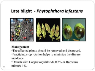 86
Late blight - Phytophthora infestans
Management
•The affected plants should be removed and destroyed.
•Practicing crop rotation helps to minimize the disease
incidence.
•Drench with Copper oxychloride 0.2% or Bordeaux
mixture 1%.
 