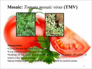 Mosaic: Tomato mosaic virus (TMV)
89
Affected leaves
Management
•Use of disease-free seed and seedlings.
•Crop rotation with non-host crops.
•Soaking of the seeds in a solution of Trisodium Phosphate (90 g/litre of
water) a day before sowing.
•Spray Imidachloprid 0.05 % or Dimethoate 0.05% to control vector
 