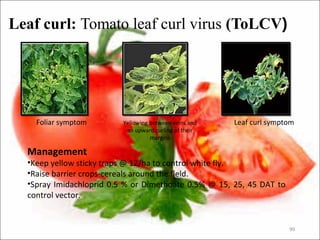 Leaf curl: Tomato leaf curl virus (ToLCV)
90
Foliar symptom Yellowing between veins and
an upward curling of their
margins
Leaf curl symptom
Management
•Keep yellow sticky traps @ 12/ha to control white fly.
•Raise barrier crops-cereals around the field.
•Spray Imidachloprid 0.5 % or Dimethoate 0.5% @ 15, 25, 45 DAT to
control vector.
 