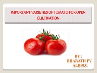 IMPORTANT VARIETIES OF TOMATOFOR OPEN
CULTIVATION
 