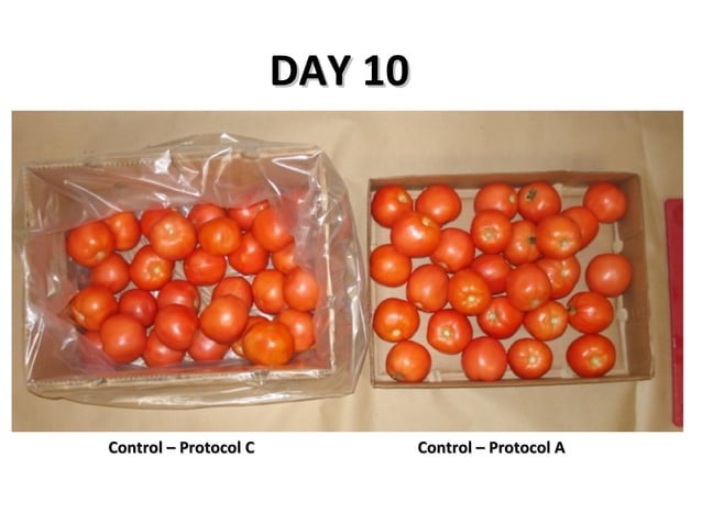 Tomato Shelf Life Testing | PPT
