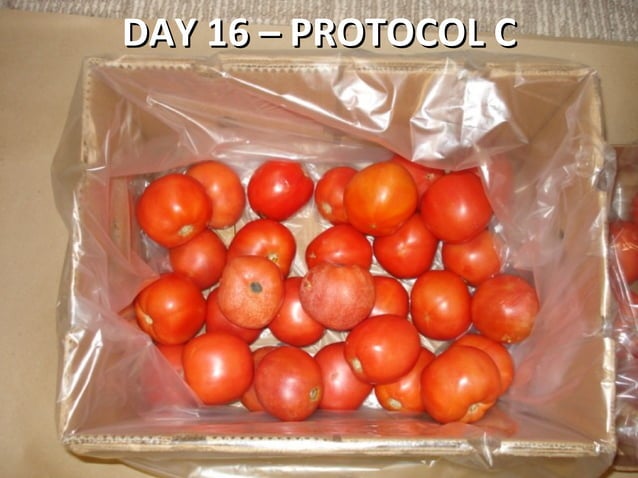 Tomato Shelf Life Testing | PPT