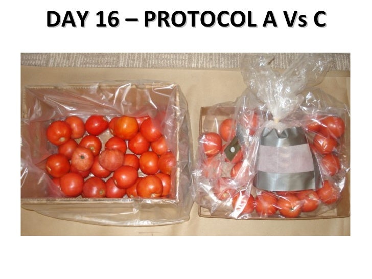 Tomato Shelf Life Testing