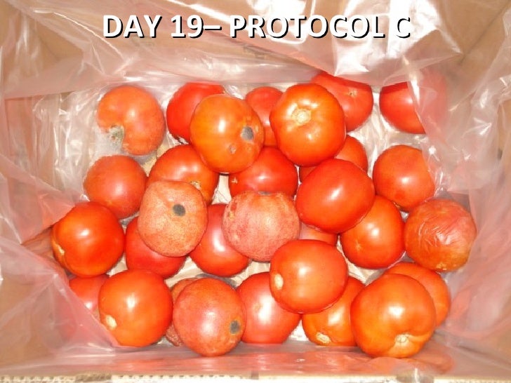 Tomato Shelf Life Testing