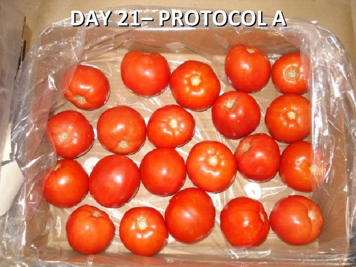 Tomato Shelf Life Testing