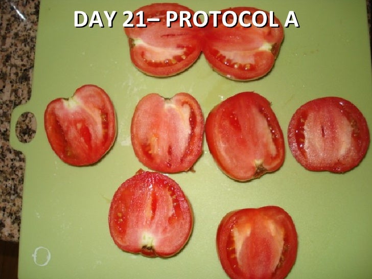 Tomato Shelf Life Testing
