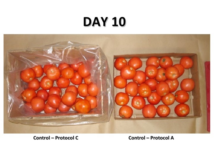 Tomato Shelf Life Testing