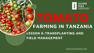 TOMATO
FARMING IN TANZANIA
WWW.KILIMOMAX.COM
LESSON 6:TRANSPLANTING AND
FIELD MANAGEMENT
 