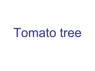 Tomato tree 