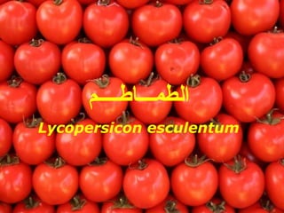 ‫الطمـــاطــــم‬
Lycopersicon esculentum
 
