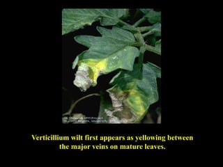 Tomatoverticilliumwilt 190413061822 pdf Gardening Home Garden Tomatoverticilliumwilt 190413061822 pdf Gardening Home Garden