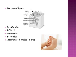    Anexos cutáneos:




   Sensibilidad:
   1- Táctil
   2- Dolorosa
   3- Térmica
   (4 semanas – 5 meses – 1 año)
 