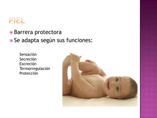  Barreraprotectora
 Se adapta según sus funciones:


   Sensación
   Secreción
   Excreción
   Termorregulación
   Protección
 