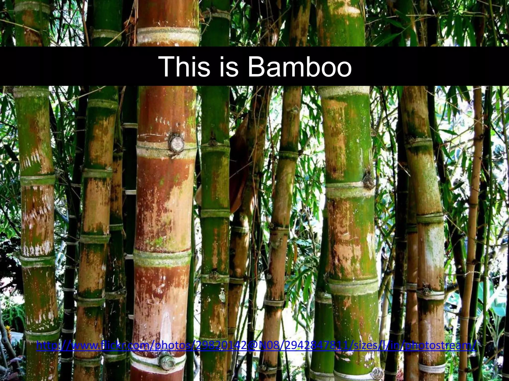 This is Bamboo




http://www.flickr.com/photos/29820142@N08/2942847811/sizes/l/in/photostream/
 