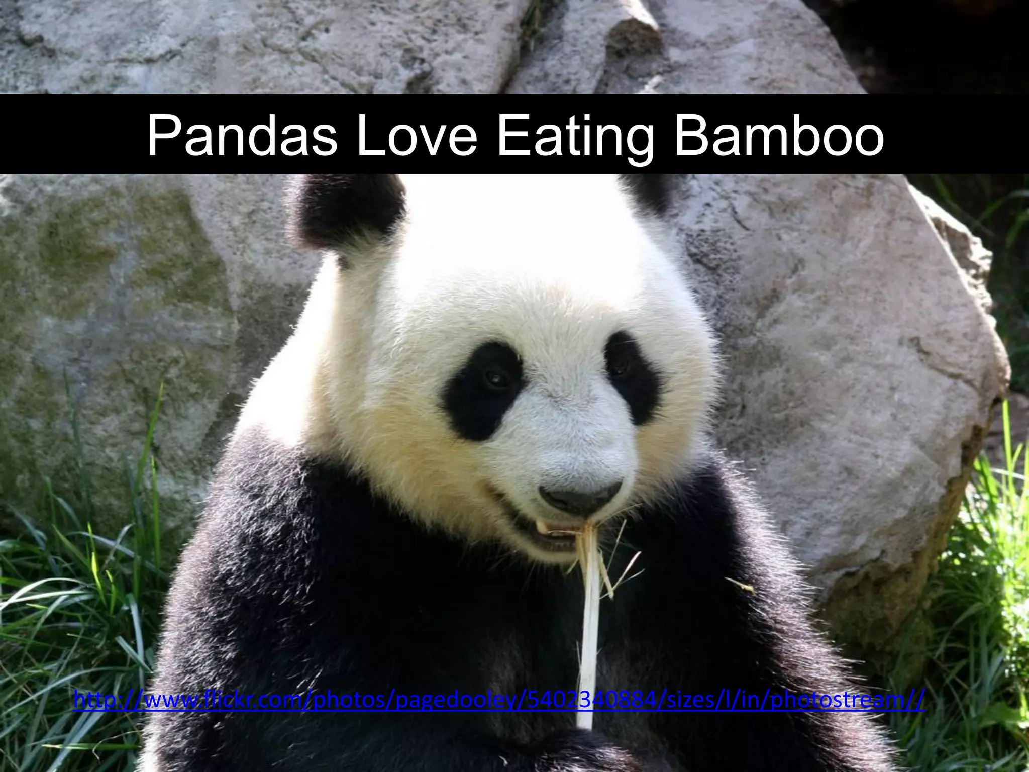 Pandas Love Eating Bamboo




http://www.flickr.com/photos/pagedooley/5402340884/sizes/l/in/photostream//
 