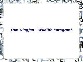 Tom Dingjan - Wildlife Fotograaf
 