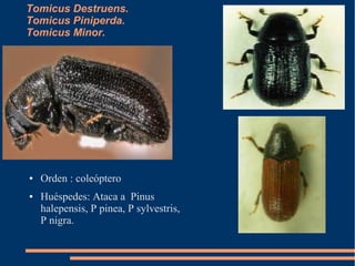 Tomicus Destruens.
Tomicus Piniperda.
Tomicus Minor.

●

●

Orden : coleóptero
Huéspedes: Ataca a Pinus
halepensis, P pinea, P sylvestris,
P nigra.

 