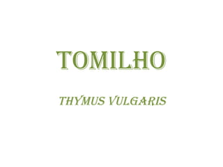 TOMILHO Thymus vulgaris 
