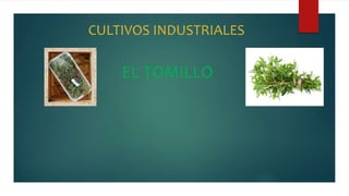 CULTIVOS INDUSTRIALES
EL TOMILLO
 