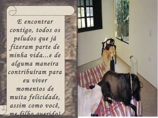 E encontrar contigo, todos os peludos que já fizeram parte de minha vida...e de alguma maneira contribuíram para eu viver momentos de muita felicidade, assim como você, me filho querido! 