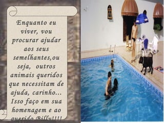 Enquanto eu viver, vou procurar ajudar aos seus semelhantes,ou seja,  outros animais queridos que necessitam de ajuda, carinho... Isso faço em sua homenagem e ao querido Billy!!!! 
