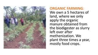 ORGANIC FARMING:
We own a 5 hectares of
land, where we only
apply the organic
manure obtained from
the biodigester as slurry
left over after
methenization. We
plant three times a year,
mostly food crops.
 