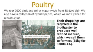 Poultry
We rear 2000 birds and sell at maturity (As from 38 days old). We
also have a collection of hybrid species, which we mostly keep for
reproduction.
Their droppings are
recycled in the
biodigester to
produced well
refined manure,
which we sell them
to farmers (25kg for
3200FCFA).
 
