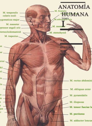 Anatomía humana_Tomo 1_Editorial MIR.pdf