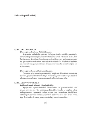 [25]
Helechos (pteridofitos)
Familia GleicheniaceÆ
Dicranopteris pectinata (Willd.) Underw.
Se trata de un helecho terrest...