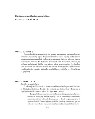 [27]
Plantas con semillas (espermatofitas).
monocotiledóneas
Familia TyphaceÆ
En esta familia se encuentran los juncos o e...