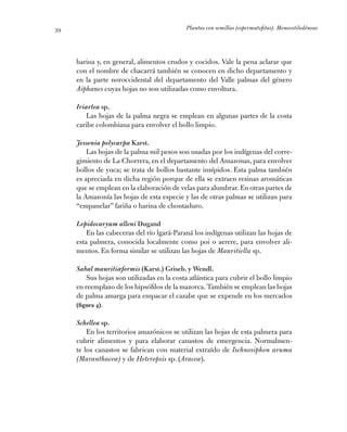 Plantas con semillas (espermatofitas). Monocotiledóneas39
harina y, en general, alimentos crudos y cocidos. Vale la pena a...