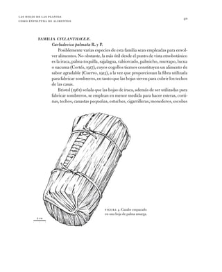 las hojas de las plantas
como envoltura de alimentos
40
Familia CyclanthaceÆ.
Carludovica palmata R. y P.
Posiblemente var...