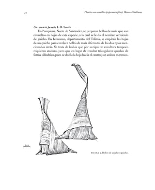 Plantas con semillas (espermatofitas). Monocotiledóneas47
Guzmania penelli L. B. Smith
En Pamplona, Norte de Santander, se...