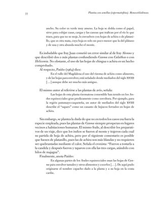 Plantas con semillas (espermatofitas). Monocotiledóneas77
ancho. Su color es verde muy ameno. La hoja se dobla como el pap...