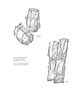 1 cm
1 cm
Figura 17. Masatos. Forma
de empaque utilizada en
Cundinamarca y Tolima.
Figura 18. Forma de empacar
los masatos...
