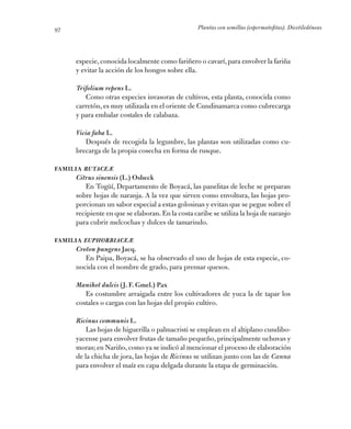 Plantas con semillas (espermatofitas). Dicotiledóneas97
especie,conocida localmente como fariñero o cavarí,para envolver l...