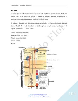 Tomografando a Técnica de Tomografar_______________________________________________________



Néfrons
O néfron é a unidade morfofuncional ou a unidade produtora de urina do rim. Cada rim
contém cerca de 1 milhão de néfrons. A forma do néfron é peculiar, inconfundível, e
admiravelmente adequada para sua função de produzir urina.

O néfron é formado por dois componentes principais: 1. Corpúsculo Renal: Cápsula
Glomerular (de Bowman); Glomérulo – rede de capilares sangüíneos enovelados dentro da
cápsula glomerular. 2. Túbulo Renal:

Túbulo contorcido proximal;
Alça do Néfron (de Henle);
Túbulo contorcido distal;
Túbulo coletor.
Néfron




                                Email: leonardosflor@gmail.com
                             Blog: http://leonardoflor.blogspot.com/
                                                                                              104
 
